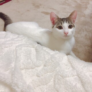 モフサンドみたいに可愛い三兄弟♡ぱっつんちゃん