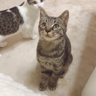 モフサンドみたいに可愛い三兄弟♡ムギ男くん