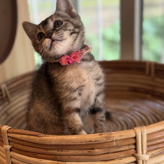 人も猫も大好き♡可愛い〜女の子