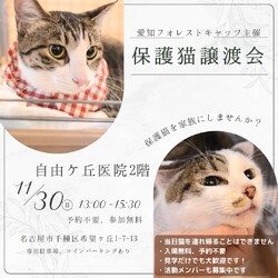 保護猫譲渡会　名古屋市
