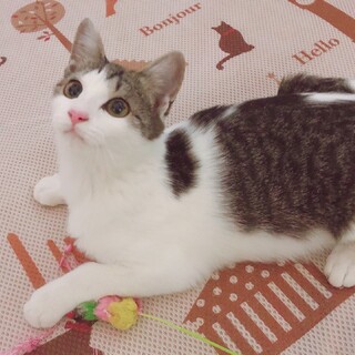 モフサンドみたいに可愛い三兄弟♡アニ子ちゃん