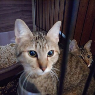 キジ兄妹5ヶ月位