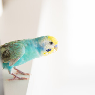 セキセイインコ雄里親募集