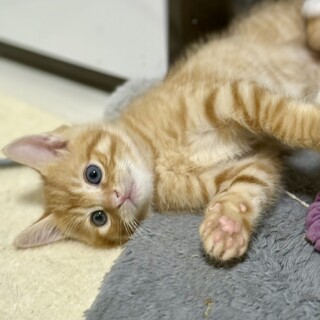 やんちゃ盛りのチャトラボーイ