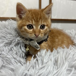 急募！！元気いっぱいの男の子！生後1ヶ月半