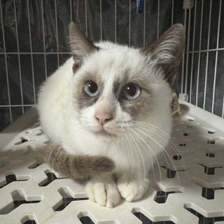 シャム風　女の子　3ヶ月　うさぎちゃん