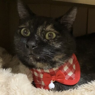 人好きな黒サビ猫ちゃんの家族になって下さい！