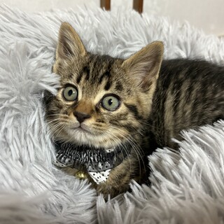 急募！！生後1ヶ月半の男の子