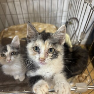 毛長パステルカラーミケ