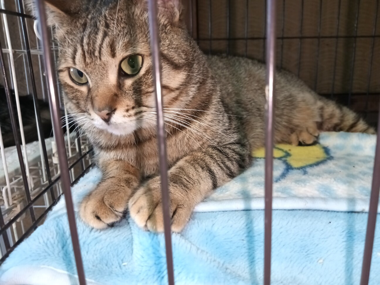 1匹飼い。ご年配の方に。甘えん坊キジトラ ♂ 3歳 サムネイル1