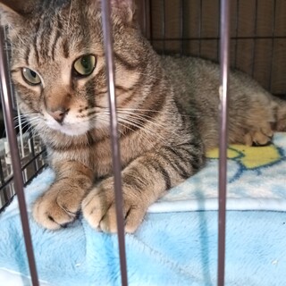 1匹飼い。ご年配の方に。甘えん坊キジトラ ♂ 3歳