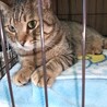 1匹飼い。ご年配の方に。甘えん坊キジトラ ♂ 3歳 サムネイル1
