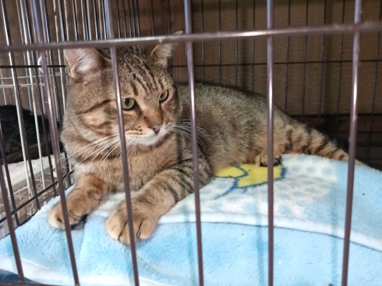 1匹飼い。ご年配の方に。甘えん坊キジトラ ♂ 3歳 サムネイル2