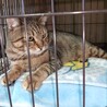 1匹飼い。ご年配の方に。甘えん坊キジトラ ♂ 3歳 サムネイル2