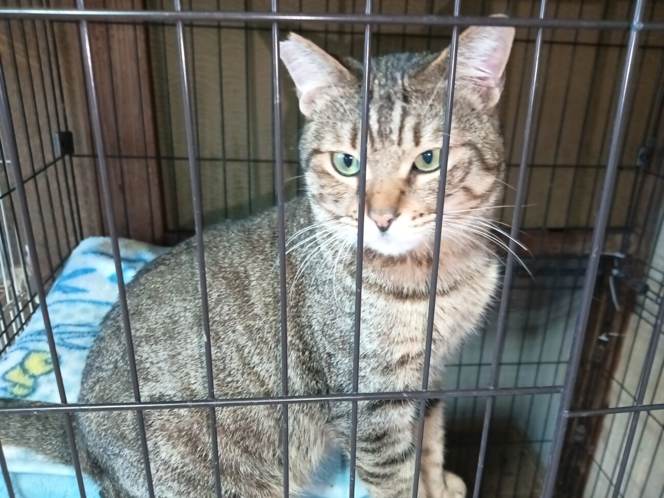 1匹飼い。ご年配の方に。甘えん坊キジトラ ♂ 3歳 サムネイル3