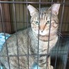 1匹飼い。ご年配の方に。甘えん坊キジトラ ♂ 3歳 サムネイル3