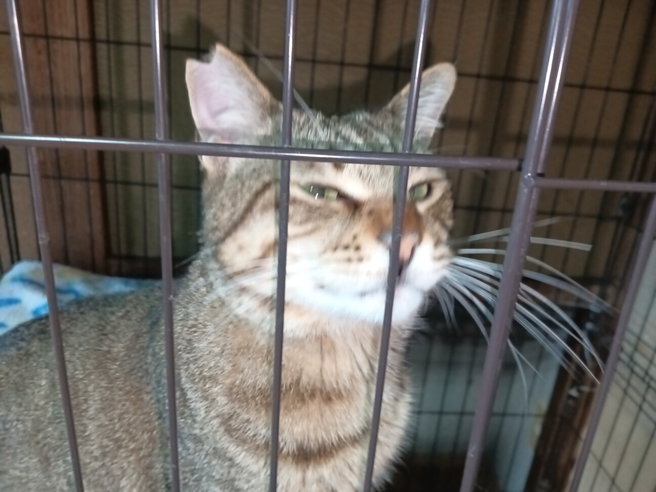 1匹飼い。ご年配の方に。甘えん坊キジトラ ♂ 3歳 サムネイル5