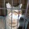 1匹飼い。ご年配の方に。甘えん坊キジトラ ♂ 3歳 サムネイル5