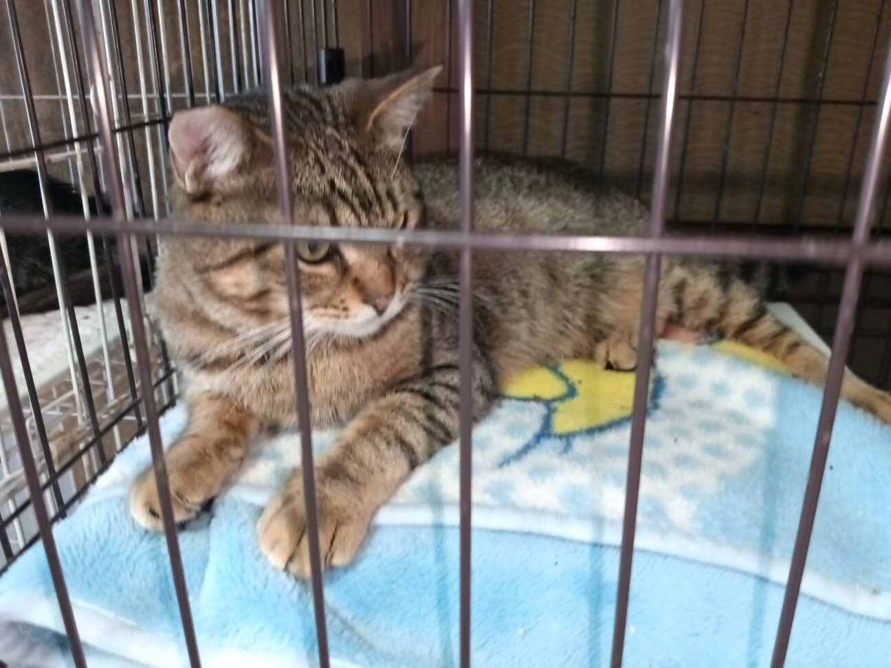 1匹飼い。ご年配の方に。甘えん坊キジトラ ♂ 3歳 サムネイル6