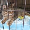 1匹飼い。ご年配の方に。甘えん坊キジトラ ♂ 3歳 サムネイル6