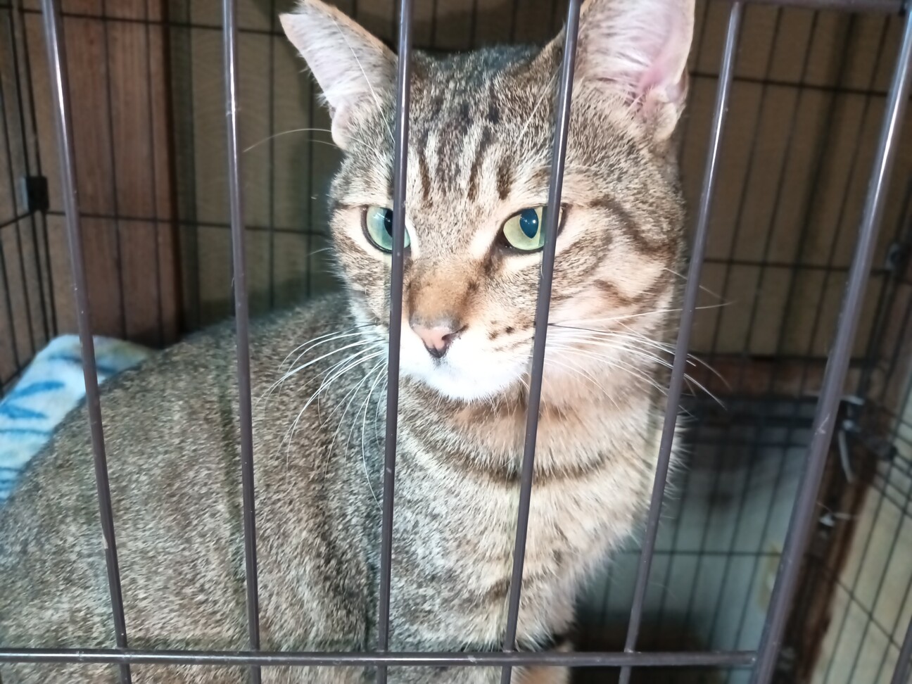 1匹飼い。ご年配の方に。甘えん坊キジトラ ♂ 3歳 サムネイル7