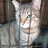 1匹飼い。ご年配の方に。甘えん坊キジトラ ♂ 3歳 サムネイル7