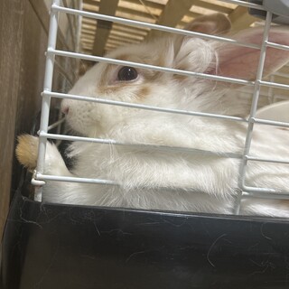 ライオンラビットのオス