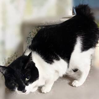 活発で甘えん坊な手足の長い短尾の女の子8才