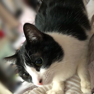 賢くて母性に溢れるハチワレ女の子8才