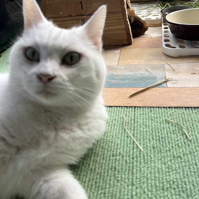 緋狠888のカバー写真