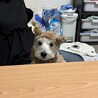 急募！飼い主が病気の為余生を託せる里親を急募します サムネイル2