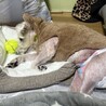 急募！飼い主が病気の為余生を託せる里親を急募します サムネイル4