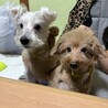 急募！飼い主が病気の為余生を託せる里親を急募します サムネイル7