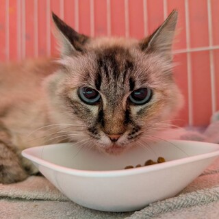 【しろ】シャムMIX半長毛 寄り目がちなブルーアイ