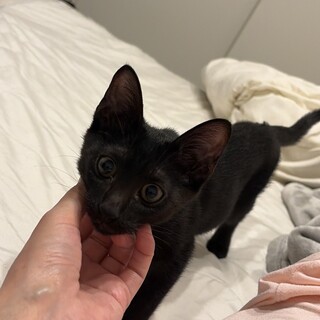 寂しがり屋な甘えん坊 おはぎくん