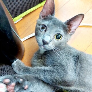 ずっとのお家探しています。