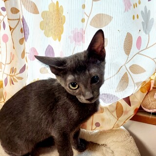 ずっとのお家探しています。