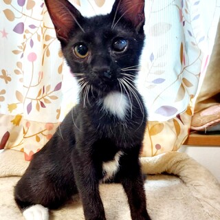 黒豹のようなかっこいい黒」東京都 - 猫の里親募集(358468