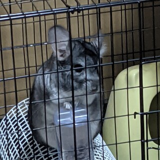 元気なチンチラ5歳