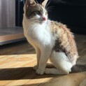 人懐っこい男の子の子猫！！熊本手渡し限定