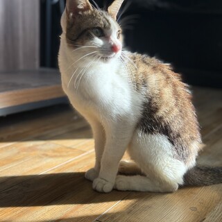 人懐っこい男の子の子猫！！熊本手渡し限定