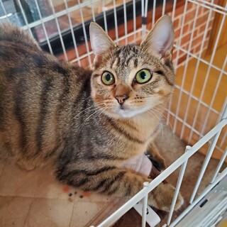 【ピンと立った耳が可愛い】シューズちゃん