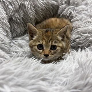 急募！！生後1ヶ月半の男の子