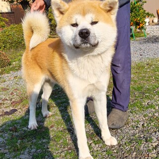 とても穏やかな子です