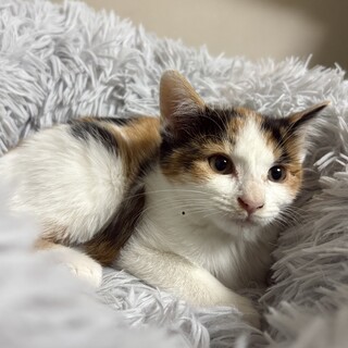 急募！！三毛猫の女の子生後1ヶ月半