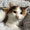 急募！！三毛猫の女の子生後1ヶ月半 サムネイル2