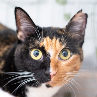 11/24高田馬場★あおいちゃん★可愛く催促