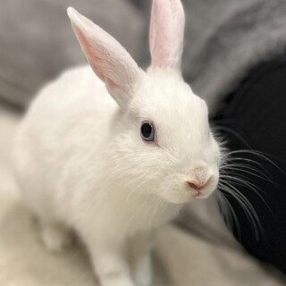 ミニウサギの女の子です　2歳0ヶ月