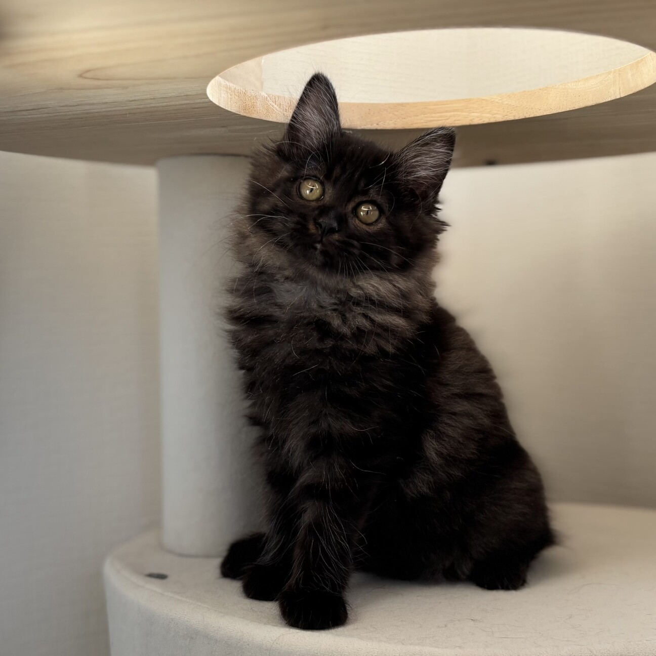 11/24高田馬場★ツキちゃん★動くぬいぐるみ サムネイル2