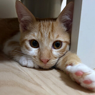 11/24高田馬場★マフくん★かまって男子